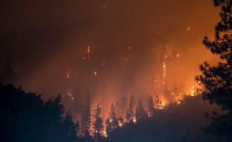 As Forests Burn, Our Voices Must Be Twice as Loud