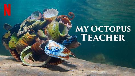 octopus hiding with shells in the Netflix documentary My Octopus Teacher
