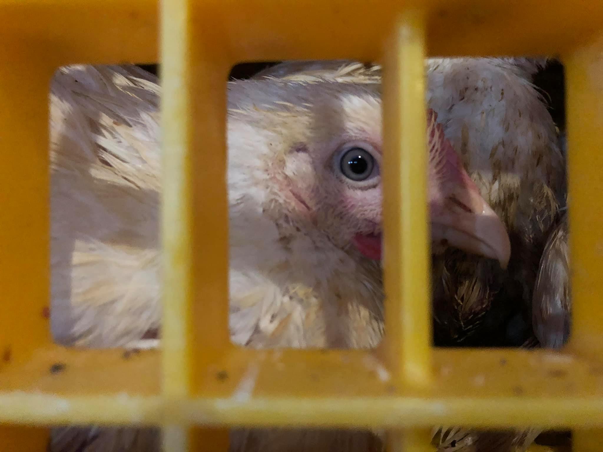 Photo of a white chicken, eye clearly visible looking through its yellow plastic cage at the camera whilst in cramped conditions with other chickens