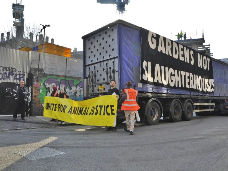 Protestors block London’s last slaughterhouse to demand community gardens